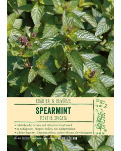 Sortenschild, Mentha spicata