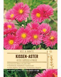 Sortenschild, Aster Dumosus-Hybride
