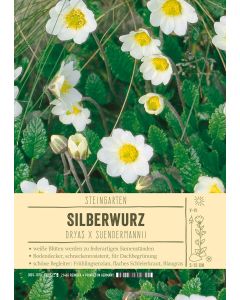 Sortenschild, Dryas x suendermannii