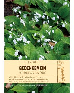 Sortenschild, Omphalodes verna 'Alba'