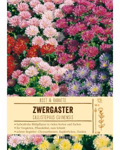 Sortenschild, Callistephus chinensis