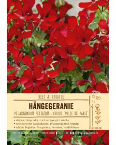 Sortenschild, Pelargonium peltatum