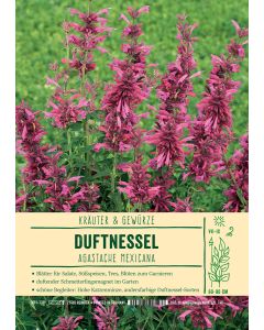 Sortenschild, Agastache mexicana
