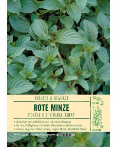 Sortenschild, Mentha x smithiana 'Rubra'