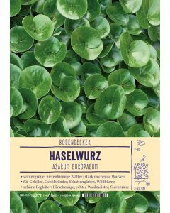 Sortenschild, Asarum europaeum