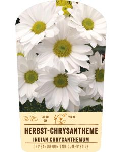 Bildstabetikett, Chrysanthemum Indicum-Hybr. VS