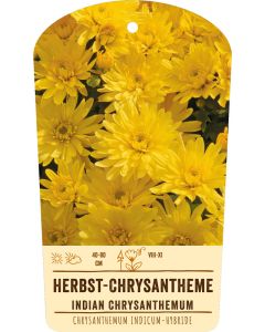 Bildstabetikett, Chrysanthemum Indicum-Hybr. VS