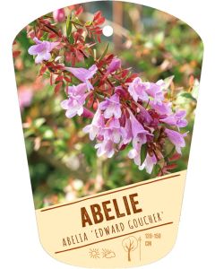 Abelia 'Edward Goucher', Bildhängeetikett VS