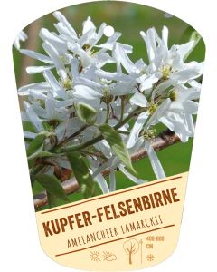 Amelanchier lamarckii, Bildhängeetikett VS:
