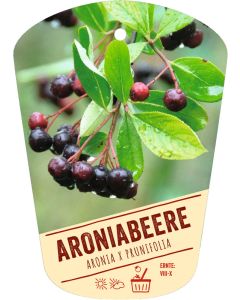 Aronia x prunifolia, Bildhängeetikett VS