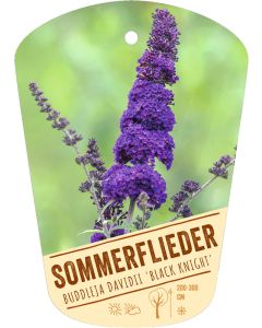 Buddleja davidii 'Black Knight', Bildhängeetikett VS