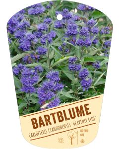 Caryopteris clandonensis 'Heavenly Blue', Bildhängeetikett VS