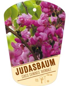 Cercis chinensis 'Avondale', Bildhängeetikett VS: