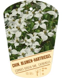 Cornus kousa var. chinensis, Bildhängeetikett VS