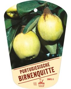 Cydonia oblonga 'Portugiesische Birnenquitte', Bildhängeetikett VS: