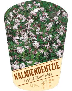 Deutzia kalmiiflora, Bildhängeetikett VS