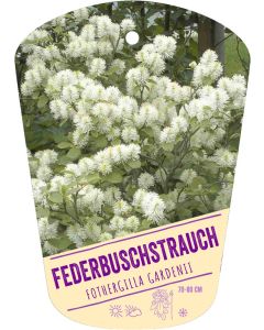 Fothergilla gardenii, Bildhängeetikett VS