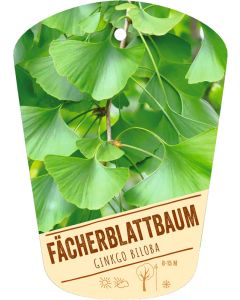 Ginkgo biloba, Bildhängeetikett VS: