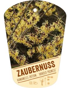 Hamamelis interm. 'Arnold Promise', Bildhängeetikett VS