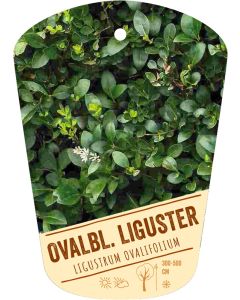Ligustrum ovalifolium, Bildhängeetikett VS
