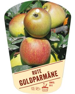 Malus domestica 'Rote Goldparmäne', Bildhängeetikett VS