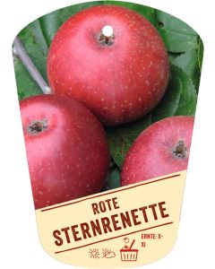 Malus domestica 'Rote Sternrenette', Bildhängeetikett VS