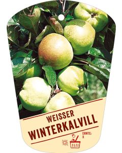 Malus domestica 'Wei er Winterkalvill', Bildhängeetikett VS: