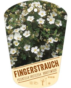 Potentilla fruticosa, Bildhängeetikett VS