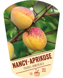 Prunus armeniaca 'Aprikose von Nancy', Bildhängeetikett VS: