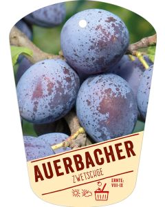 Prunus domestica 'Auerbacher', Bildhängeetikett VS: