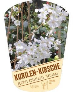 Prunus kurilensis 'Brillant', Bildhängeetikett VS