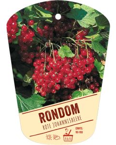 Ribes rubrum 'Rondom', Bildhängeetikett VS: