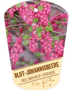 Ribes sanguineum 'Atrorubens', Bildhängeetikett VS: