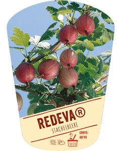Ribes uva-crispa 'Redeva' (S), Bildhängeetikett VS: