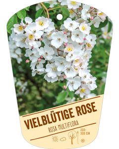 Rosa multiflora, Bildhängeetikett VS: