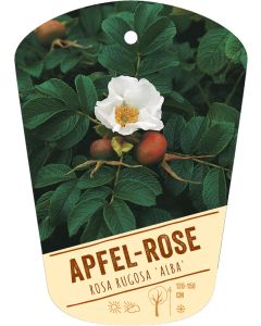 Rosa rugosa 'Alba', Bildhängeetikett VS