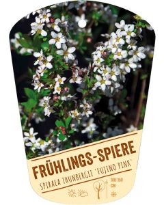 Spiraea thunbergii 'Fujino Pink', Bildhängeetikett VS