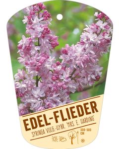 Syringa Vulg.-Hy. 'Mrs. E. Harding', Bildhängeetikett VS: