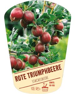 Ribes uva-crispa v. sativum 'Rote Triumphbeere', Bildhängeetikett VS