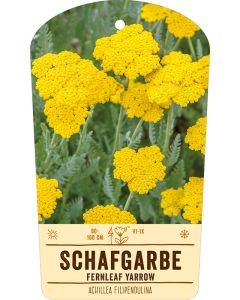 Bildstabetikett, Achillea filipendulina VS