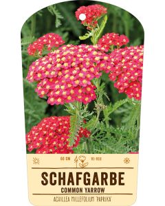 Bildstabetikett, Achillea 'Paprika' VS