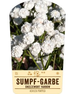 Bildstabetikett, Achillea ptarmica VS
