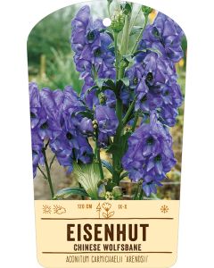 Bildstabetikett, Aconitum carmichaelii 'Arendsii' VS