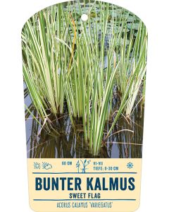 Bildstabetikett, Acorus calamus 'Variegatus' VS