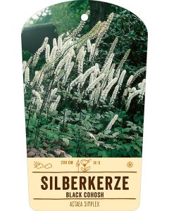 Bildstabetikett, Actaea simplex VS