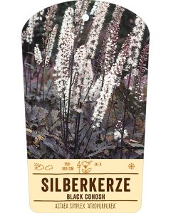 Bildstabetikett, Actaea simplex 'Atropurpurea' VS