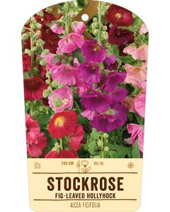 Bildstabetikett, Alcea ficifolia VS