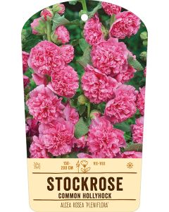 Bildstabetikett, Alcea rosea 'Pleniflora' VS