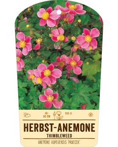 Bildstabetikett, Anemone hupe. 'Praecox' VS