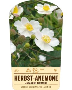 Bildstabetikett, Anemone hupehensis  VS